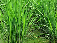 茭白苗