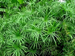 旱伞草