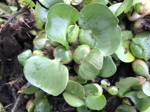水葫芦