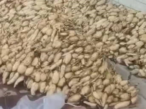 食用藕苗