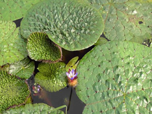 芡实