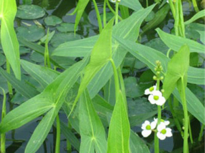 慈菇