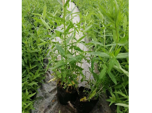 千屈菜