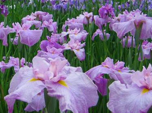 花菖蒲