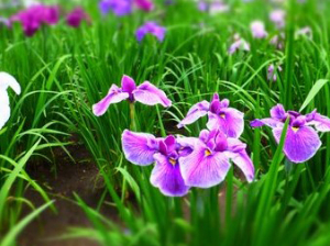花菖蒲