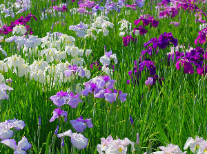 花菖蒲
