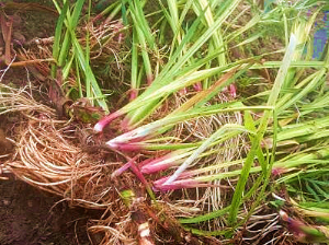 菖蒲