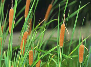 香蒲苗