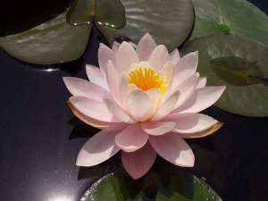 睡莲