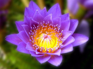 睡莲