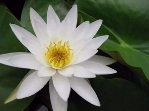 睡莲