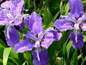 蓝花鸢尾