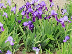 蓝花鸢尾