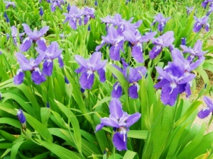 蓝花鸢尾