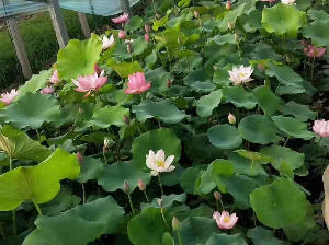 盆栽荷花