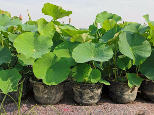 盆栽荷花