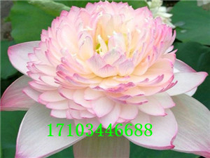 精品荷花