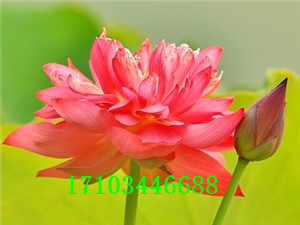 精品荷花
