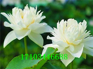 精品荷花
