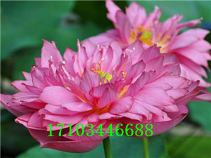 精品荷花
