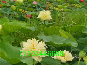 精品荷花